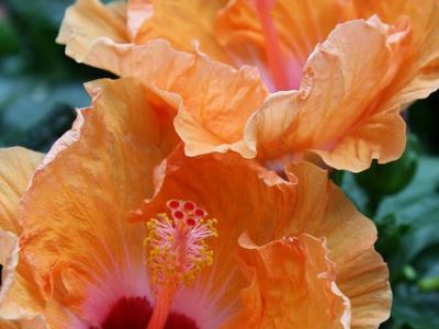 Mantra do dia a&nbsp;dia