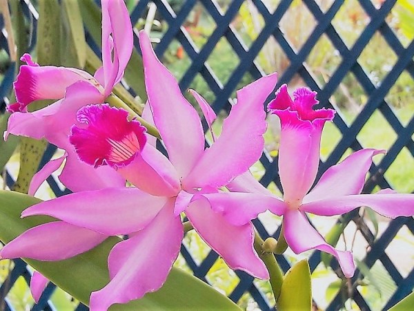 A Adrenalina Emocional