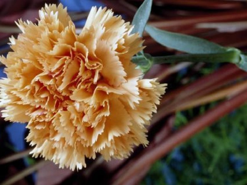 O que não me&nbsp;dás