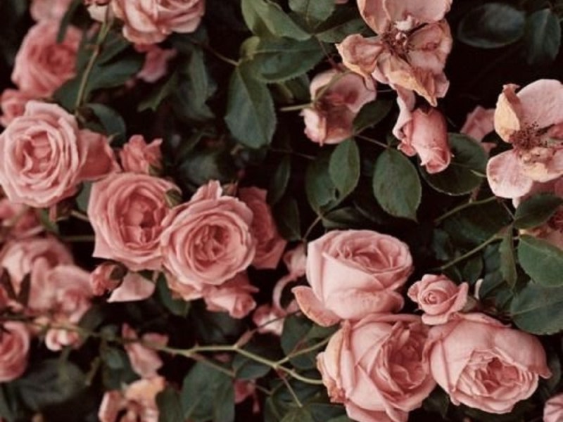 Estes pais que existem só para nos estragarem a&nbsp;vida