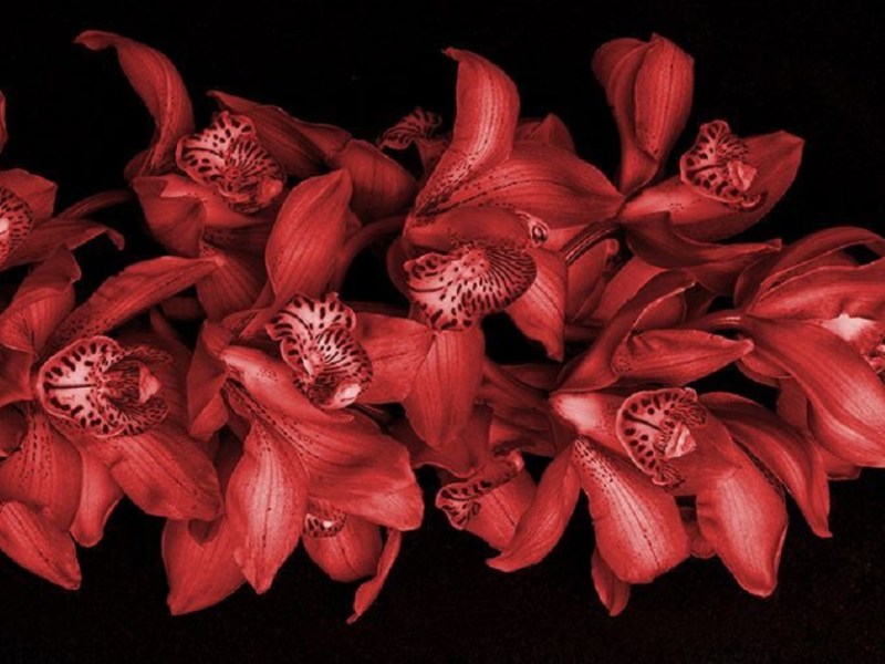 De que somos&nbsp;forjados