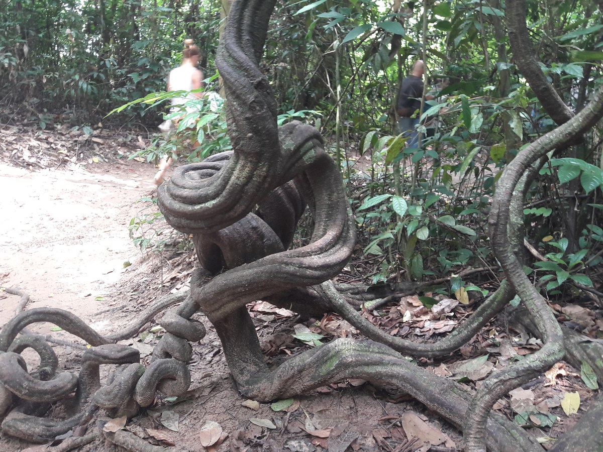 Estes nós tortuosos